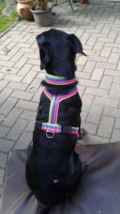 Hundegeschirr